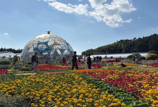 "만개한 국화 없어도 가을 정취 물씬"…거제섬꽃축제 개막