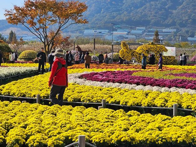 "어디서 찍어도 잘 나와요"…양산국화축제, 늦가을 나들이객 '북적'
