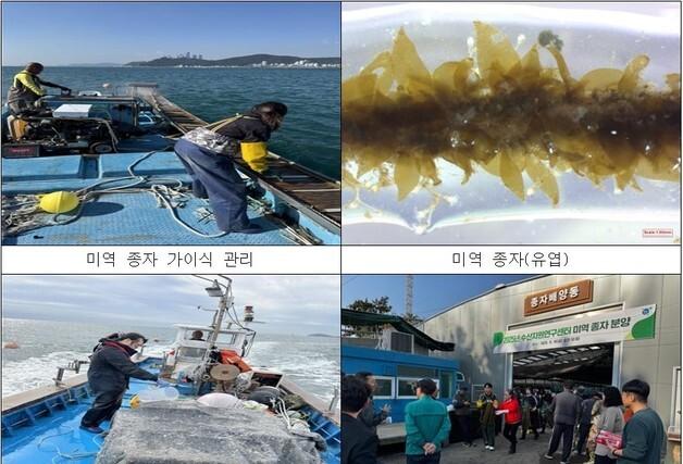 기장군, '기장형 해조류 종자생산 연구' 미역 종자 보급