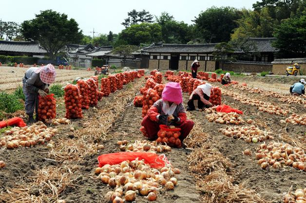 '창녕 양파' 일본 사쓰마센다이시에 첫 수출