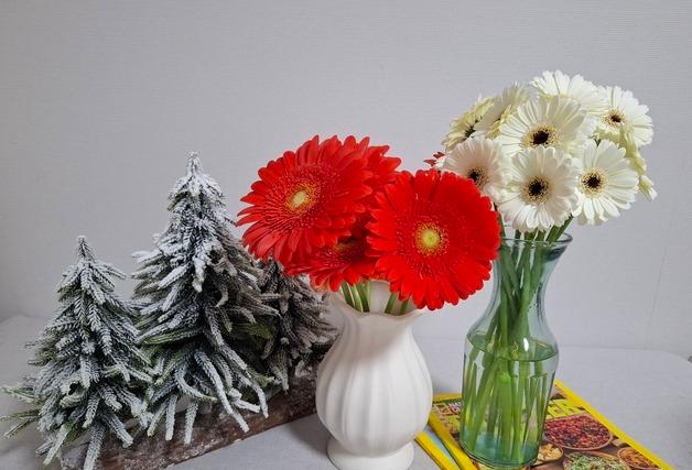 경남농기원 자체 육성 '미니 거베라' 신품종 품종보호권 획득