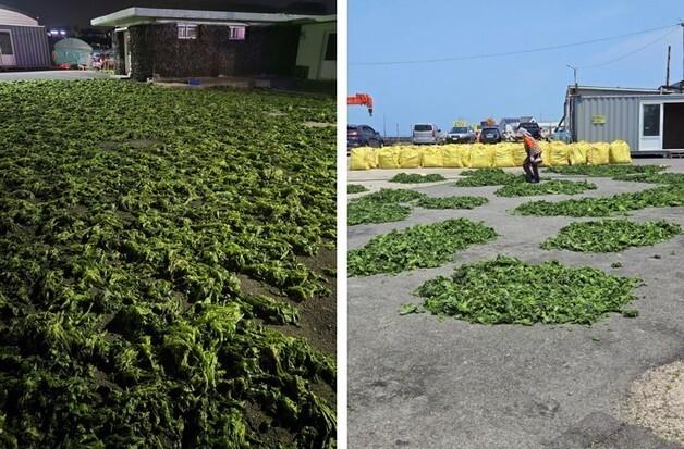 미이용 해조류 '구멍갈파래' 전복 양식 배합사료로 재탄생