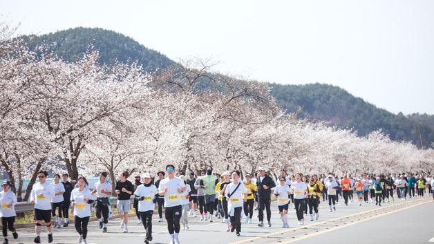 내년 3월 개최 '합천벚꽃마라톤대회' 신청 접수 49분만에 마감