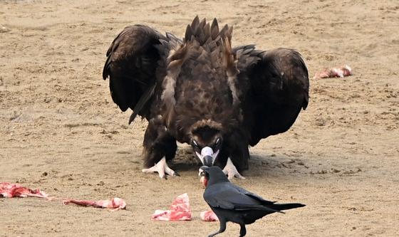 까마귀야 저리가라