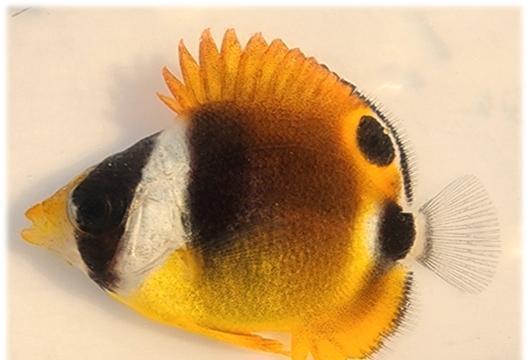 부산 기장 연안서 아열대종 출현 증가