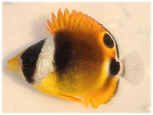 부산 기장 연안서 아열대종 출현 증가