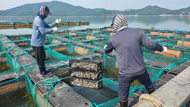 수과원, 양식전복 패각 부착생물 저감기술 개발…"연 258억원 절감 기대"