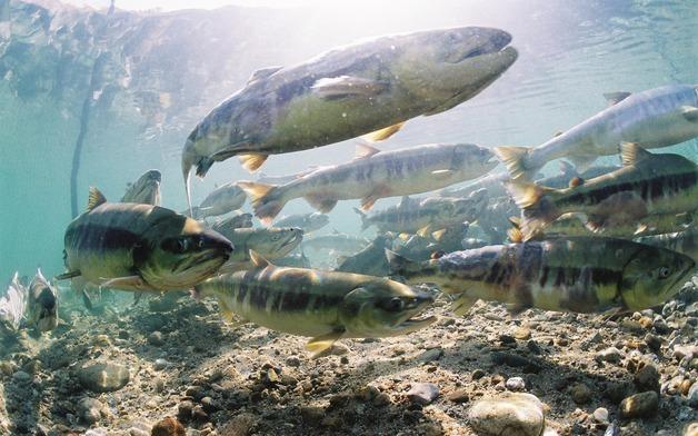 올해 동해안 연어 회귀량, 감소 추세에서 벗어나 큰 폭 증가