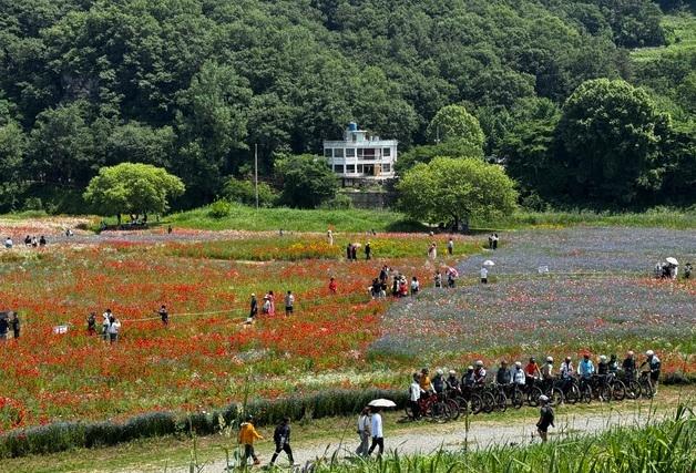 함안군 "악양둑방길 꽃양귀비·안개꽃 27만명 관람"