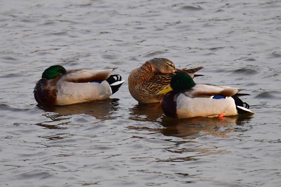 [오늘의 날씨] 부산·경남(24일, 토) 맑음…서부 내륙 '한때 눈'