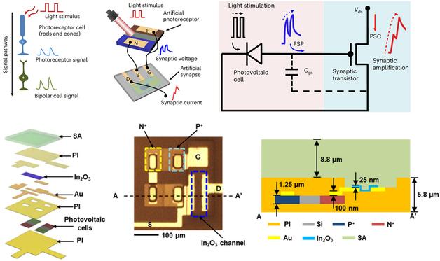 부산대 연구팀, '인간 망막' 닮은 차세대 이미지 센서 개발