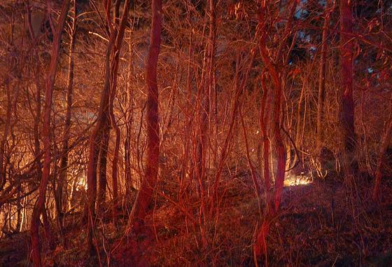 부산 기장군 산불 진화 난항…소방 "일출 시 헬기 투입 진화"(종합2보)