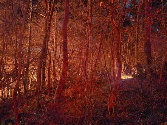 부산 기장군 산불 진화 난항…소방 "일출 시 헬기 투입 진화"(종합2보)