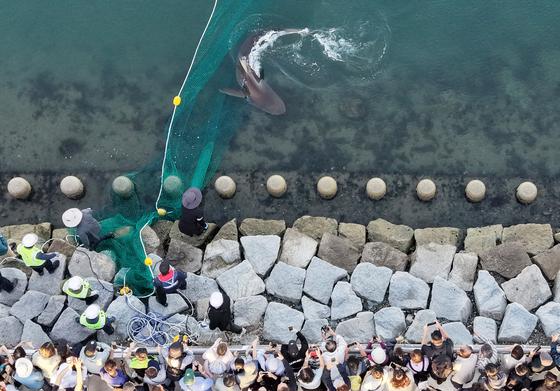 '부캉이' 보러 오늘도 3만5000명…누적 방문객 74만명 넘어