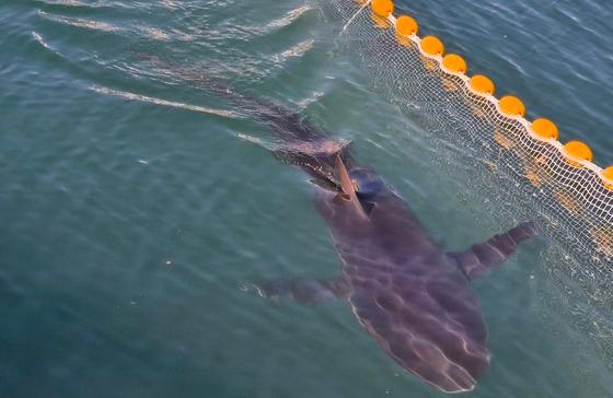 '부산 스타' 부캉이 이틀째 안 보여…전문가 "외해로 나간 듯"