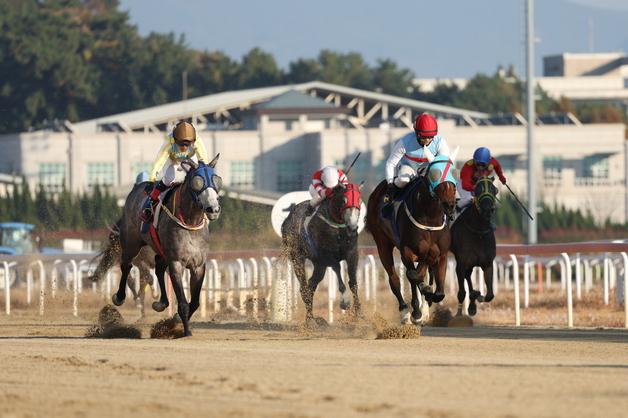 렛츠런파크 부산경남, 11월 경마 일정 발표…40개 경주 개최