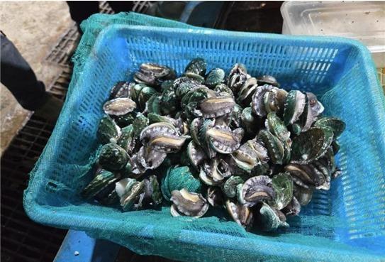 수산자원공단, 경남 사천 해역에 전복 종자 약 6.4만 마리 방류