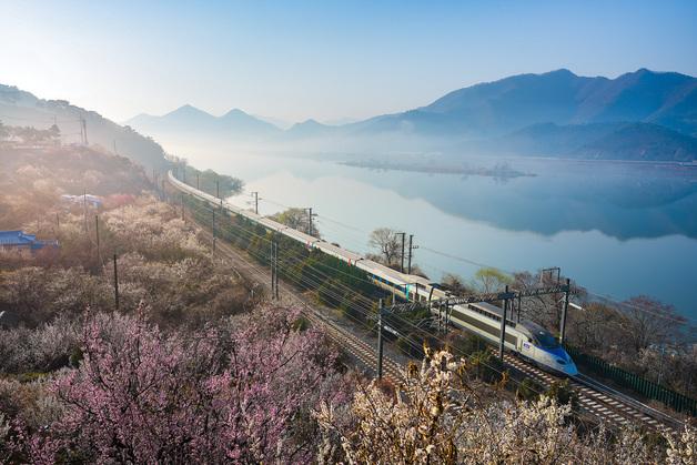 코레일 부산경남본부, 양산 원동매화축제 맞춰 열차 운행 확대