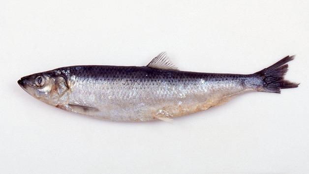 청어가 겨울철 진해만를 찾는 이유…수과원, 생태특성 밝혀내