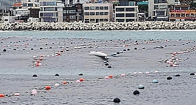 청사포 동쪽 해상서 카약 표류… 50대 탑승자 구조