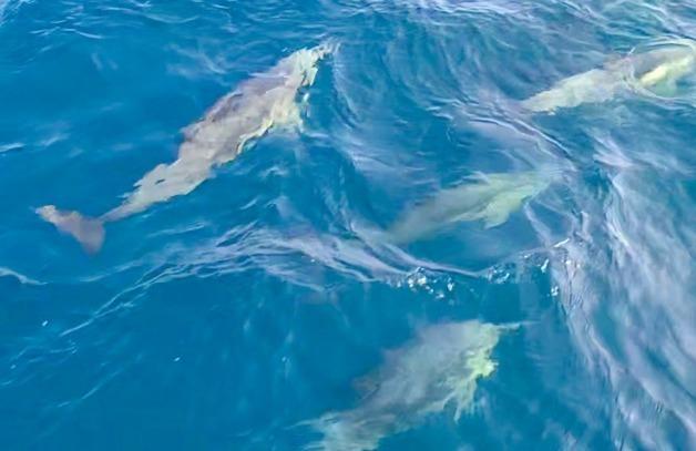 한려해상국립공원, 통영 홍도 인근서 참돌고래 무리 발견