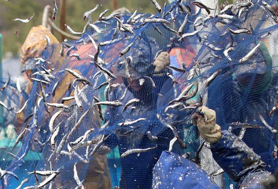 기장 대표 먹거리축제 '기장멸치축제' 24일 막 오른다