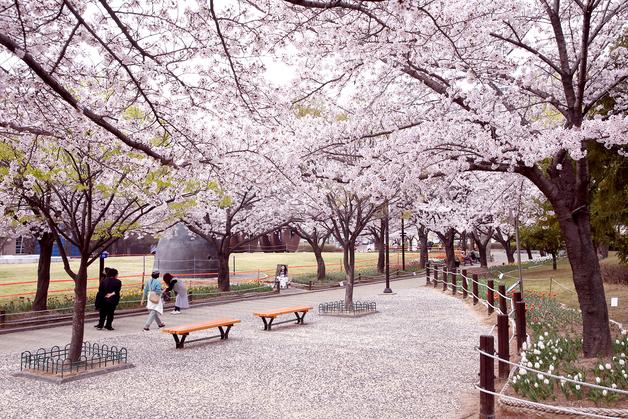 김해 곳곳 봄꽃 명소 '활짝'…매화·목련·벚꽃 따라 봄나들이