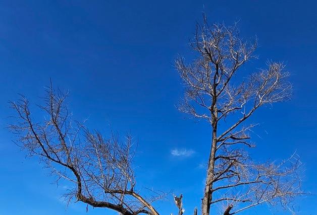 [영남산불 1년]"송이는 포기…아카시아·감 농사 다시 시작했죠"