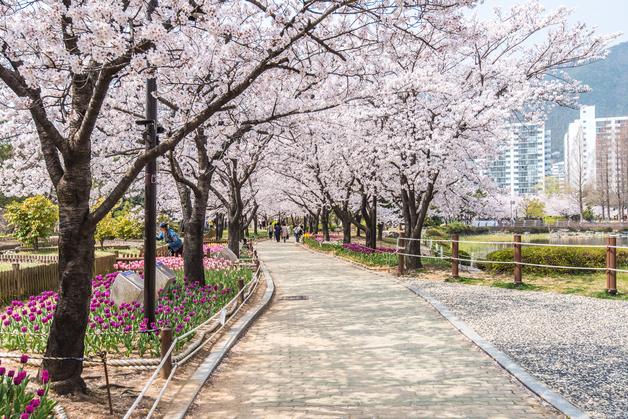 김해 곳곳 봄꽃 물결…주말 나들이 산책 "여기 어때요?"