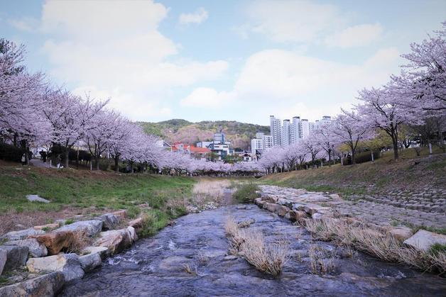 김해 '제7회 율하 벚꽃축제' 성황리 폐막…상춘객 발길 이어져