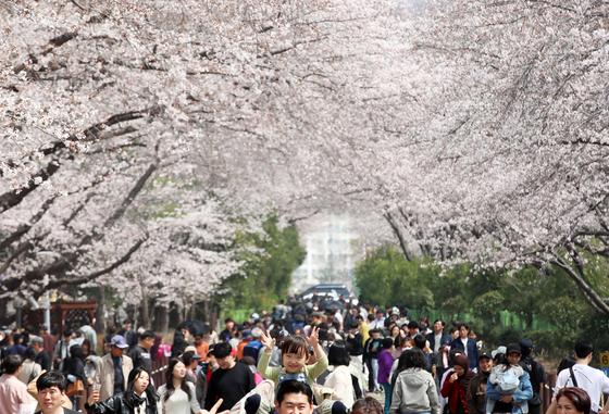 봄기운 속 '분홍 물결'…전국 벚꽃 명소·축제장 나들이객 몰려(종합) 