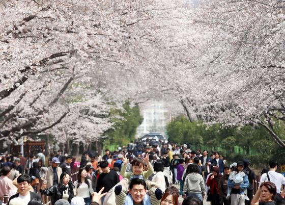 봄기운 속 '분홍 물결'…전국 벚꽃 명소·축제장 나들이객 몰려(종합) 