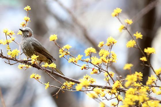 [오늘의 날씨] 부산·경남(10일, 화)…최저 -3도 '쌀쌀', 큰 일교차