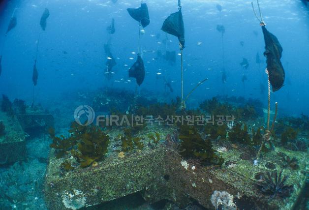 수산자원공단, 바다숲 사후관리 지역 민간참여 점검단 설치