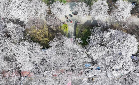 내일 먼지 낀 봄비, 최대 150㎜·서울 20㎜…강풍 겹쳐 벚꽃엔딩 예고