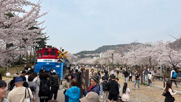 "비바람에 꽃 다 질라"…경남 벚꽃 명소마다 '북적' "힐링했다"