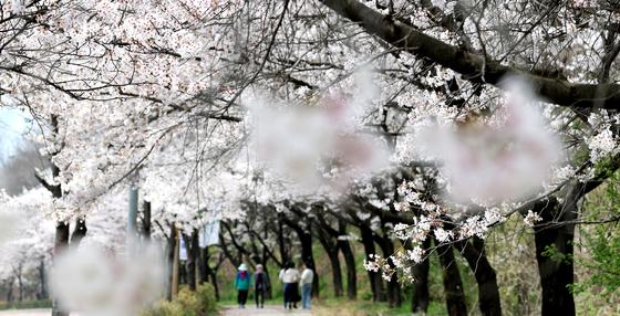 식목일 앞두고 주말 봄비…제주 150㎜·수도권 40㎜ '벚꽃엔딩'