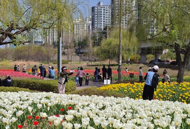 "벚꽃 흩날리고 튤립 만개"…식목일 맞은 부산, 곳곳 상춘객 행렬