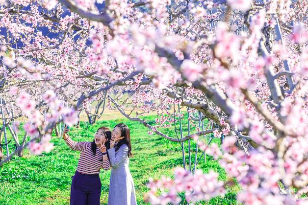 내일 남해안·제주 최대 250㎜ 폭우…전국 강풍 동반 봄비 '벚꽃엔딩'