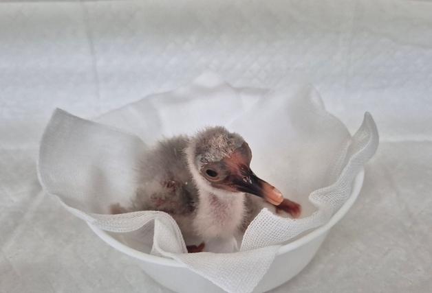 천연기념물 창녕 우포따오기, 올해 첫 부화 성공 