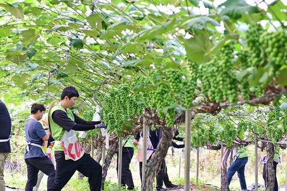 수해·축제 취소 이중고 거제 포도농가…9월 3~6일 특별 할인 판매