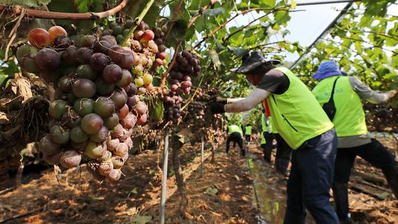 거제·통영 폭우 피해액 '1509억 원' 잠정 집계…응급복구율 93.5%