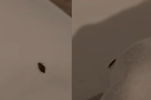 빈대 나와 방 옮겨줬지만, 베개 들춰보니 또…해운대 호텔 "환불 불가"