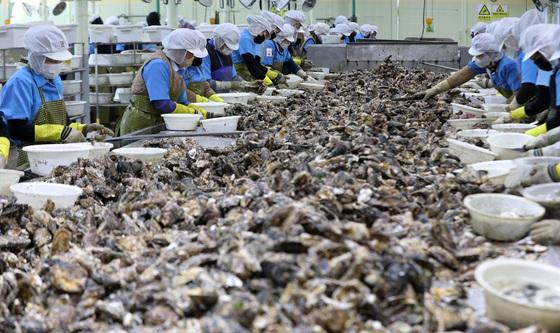겨울철 제철 맞은 굴