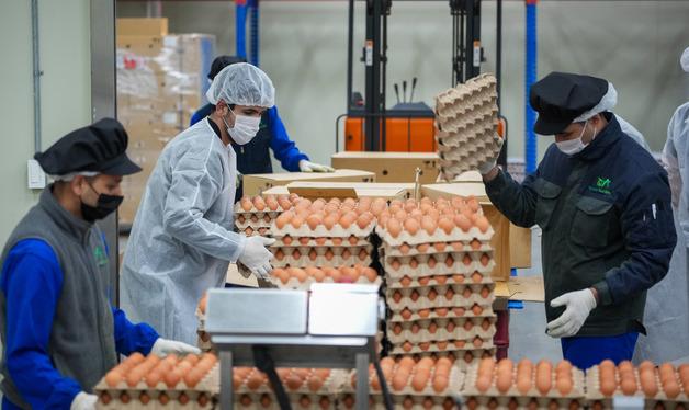 태국산 계란 포장 작업으로 분주한 작업장